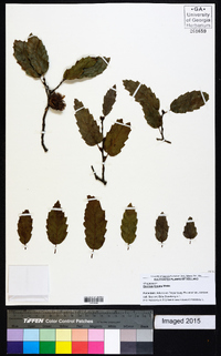 Quercus trojana image