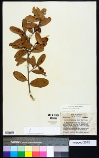 Quercus virginiana image