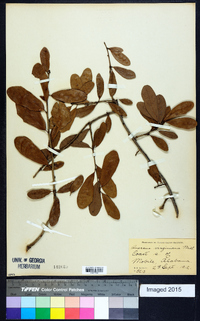 Quercus virginiana image