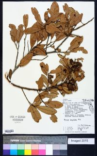 Quercus virginiana image