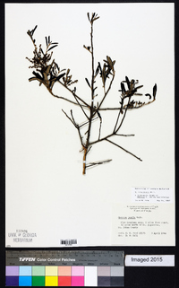 Quercus virginiana image