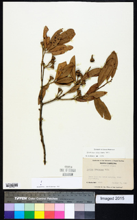 Quercus virginiana image