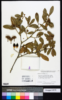 Quercus virginiana image