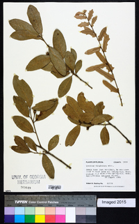 Quercus virginiana image