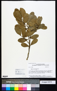 Quercus virginiana image