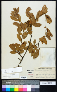 Quercus virginiana image