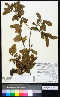 Quercus virginiana image