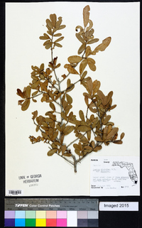 Quercus virginiana image