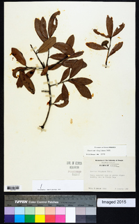 Quercus virginiana image