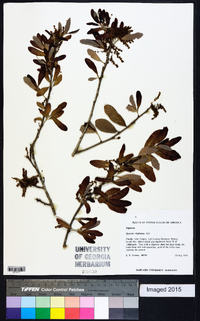 Quercus virginiana image