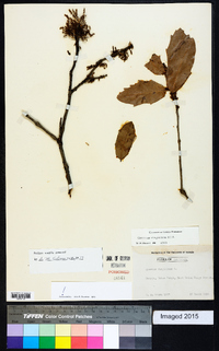 Quercus virginiana image