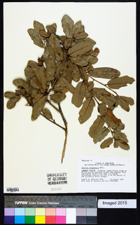 Quercus virginiana image