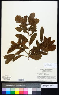 Quercus virginiana image