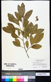 Quercus virginiana image