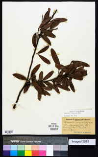 Quercus virginiana image