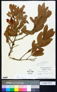 Quercus virginiana image