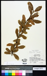 Quercus virginiana image