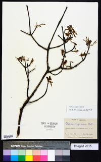 Quercus virginiana image