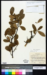 Quercus virginiana image