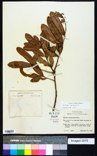 Quercus virginiana image