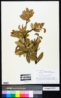 Quercus virginiana image