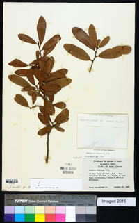 Quercus virginiana image