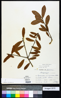 Quercus virginiana image