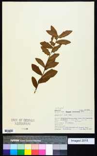 Quercus virginiana image