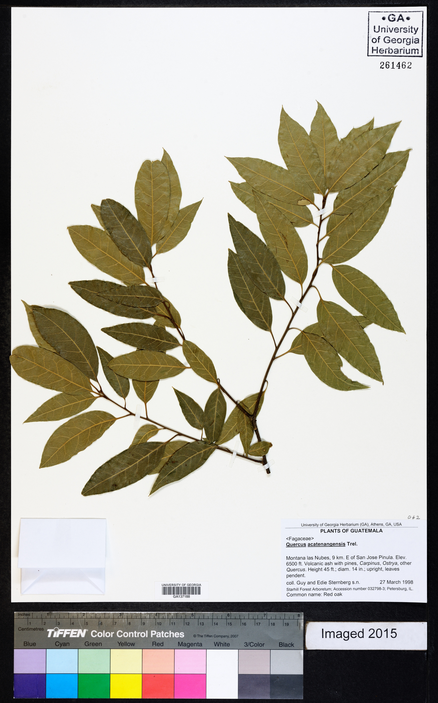 Quercus acutifolia image