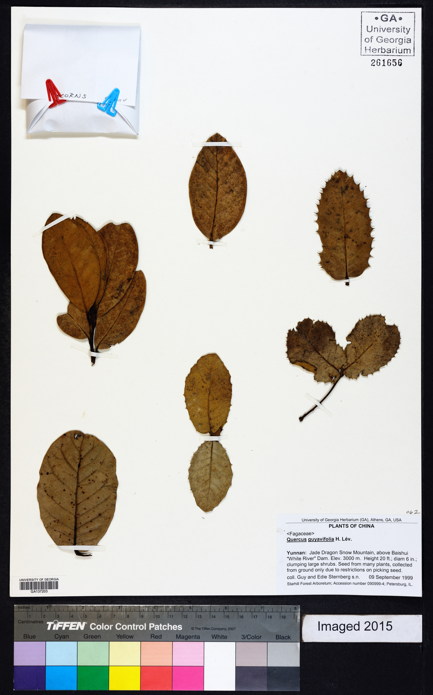 Quercus guyavifolia image