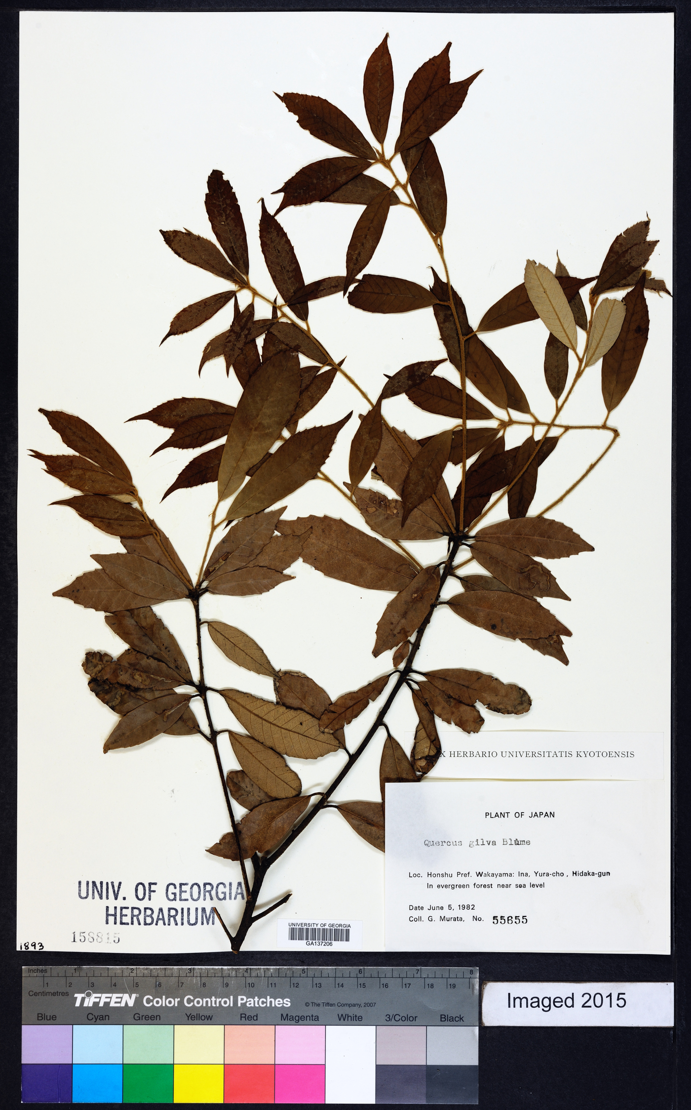 Quercus gilva image