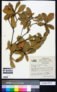 Quercus laeta image