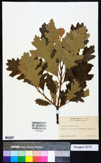 Quercus mandanensis image