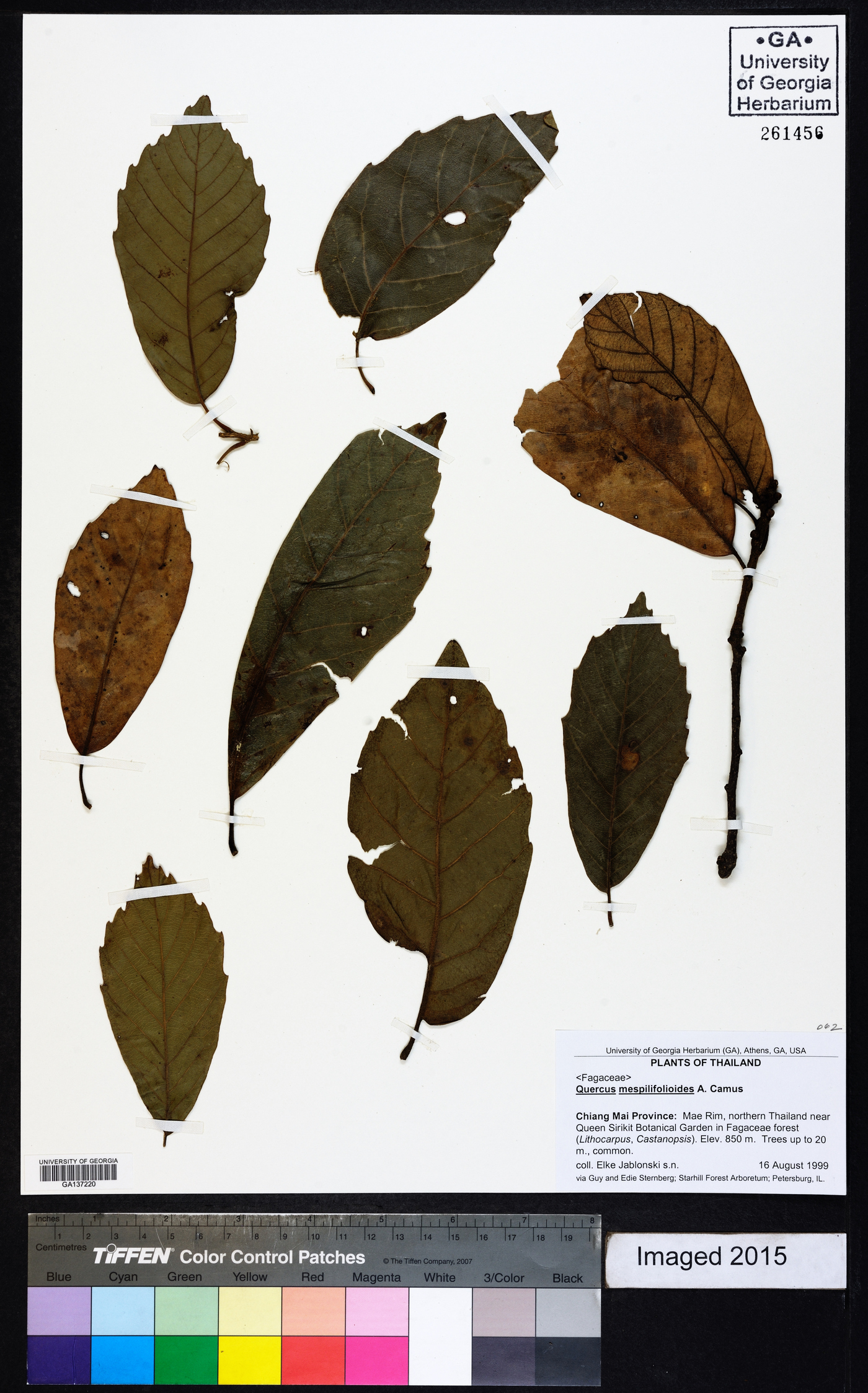 Quercus mespilifolia image