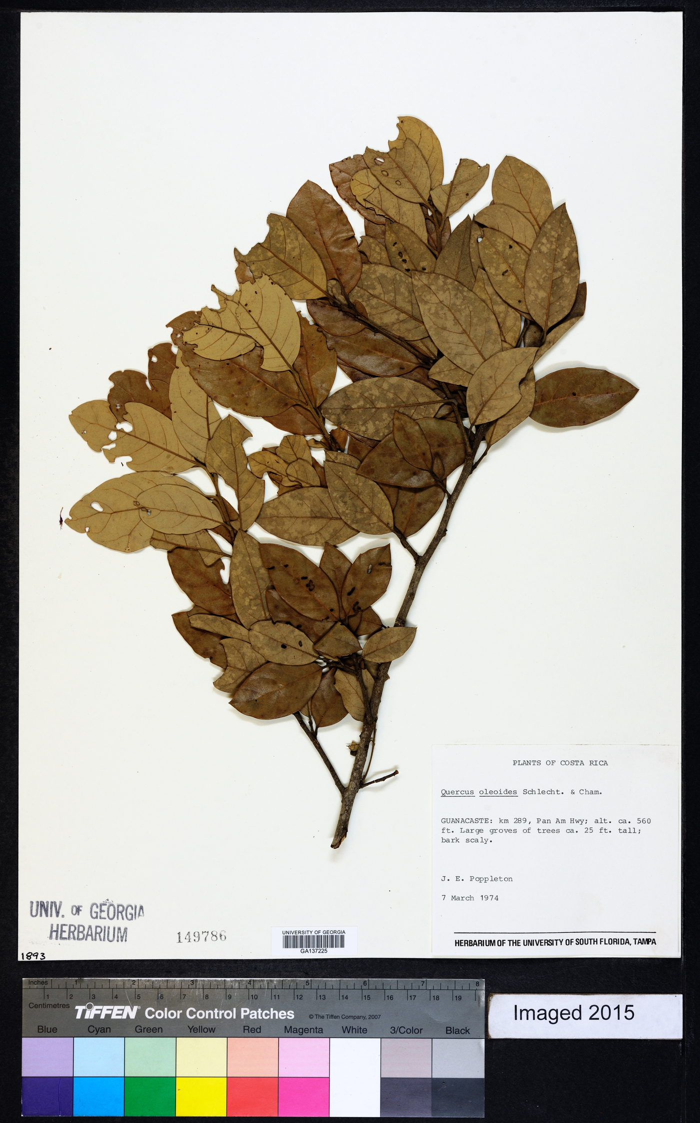 Quercus oleoides image