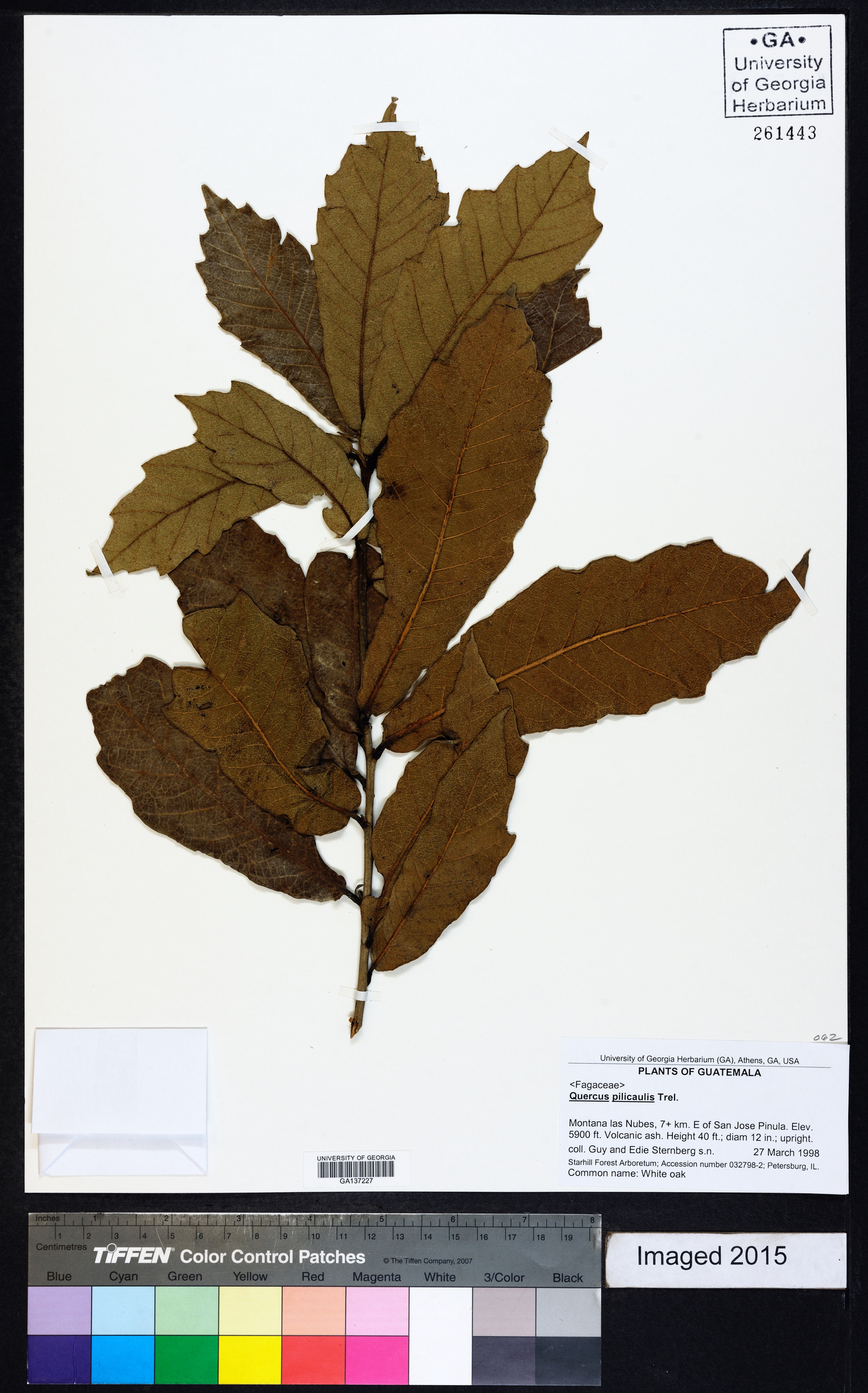 Quercus peduncularis image