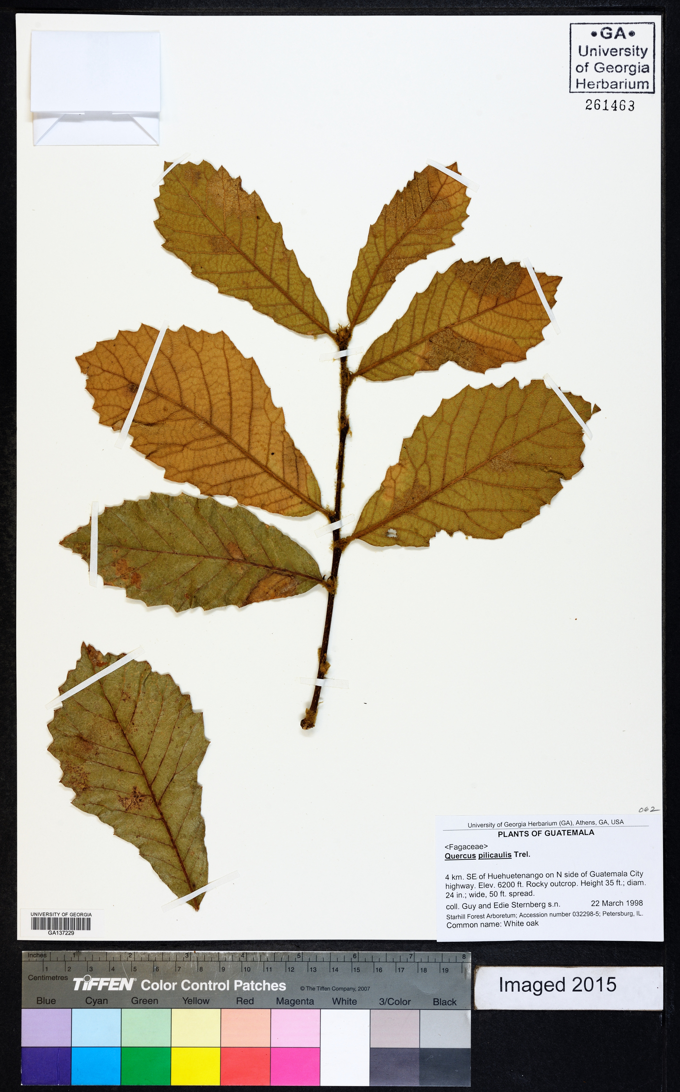 Quercus peduncularis image