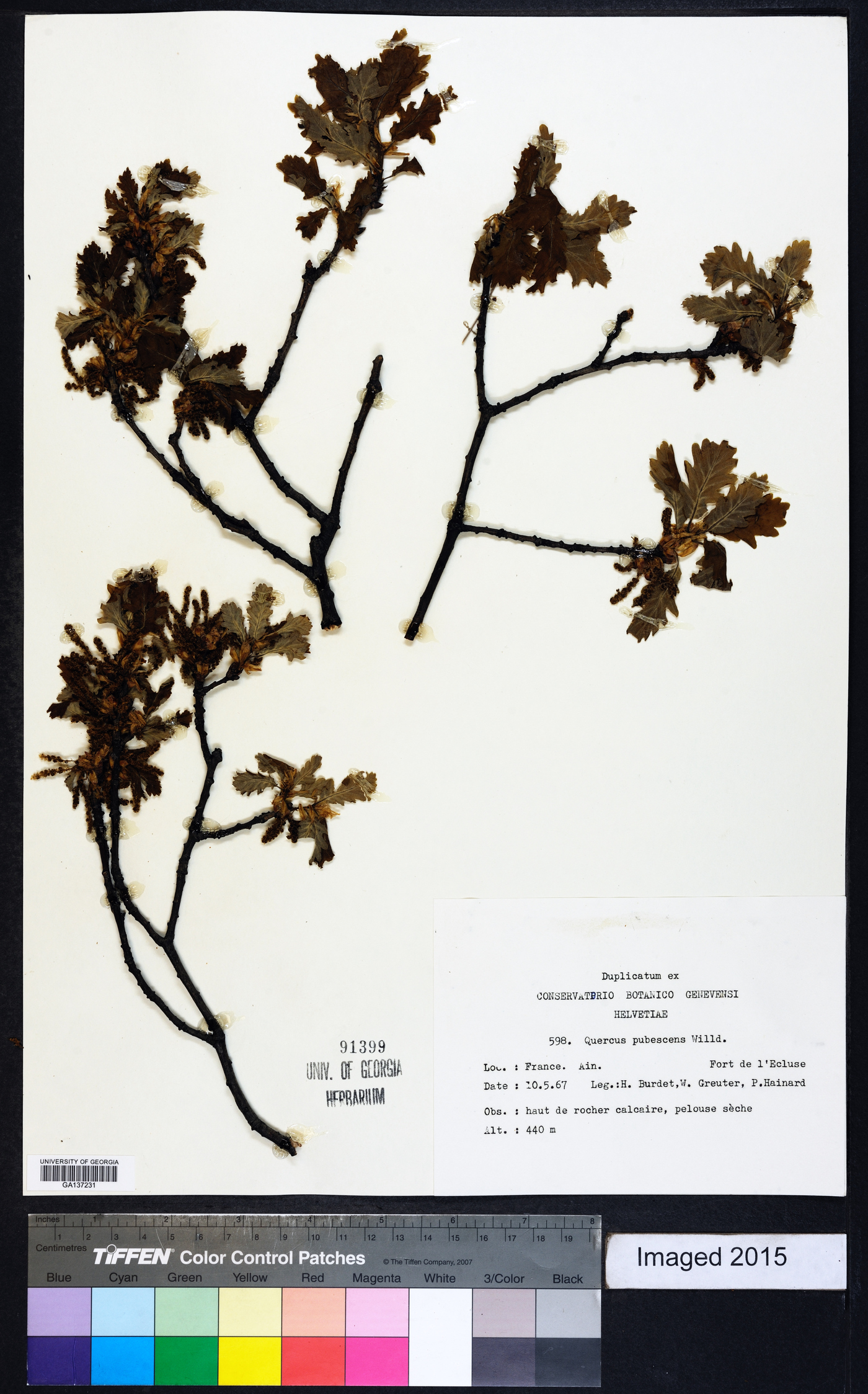 Quercus pubescens image