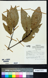 Quercus splendens image