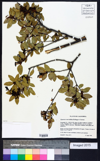 Quercus vaccinifolia image