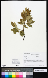 Quercus X pauciloba image