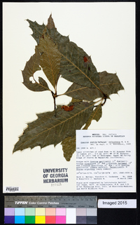 Quercus xalapensis image