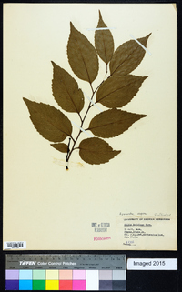 Aphananthe aspera image