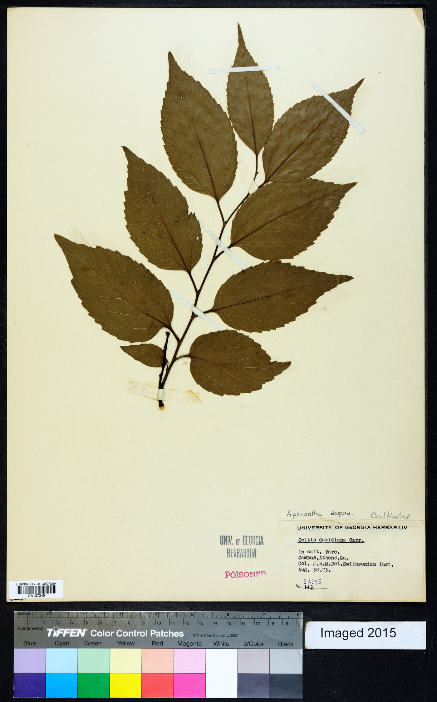 Aphananthe aspera image