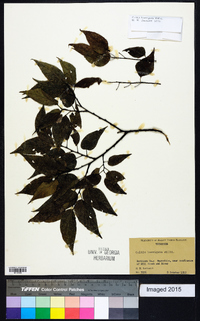 Celtis laevigata image