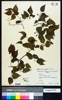 Celtis laevigata image