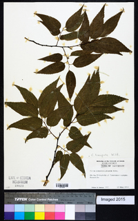 Celtis laevigata image