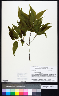 Celtis laevigata var. laevigata image