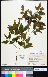 Celtis laevigata image