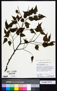 Celtis tenuifolia image